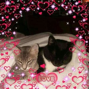 Meet your Posher, Sharon